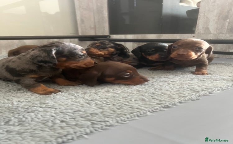 Miniature Dachshund dogs - Advert 2