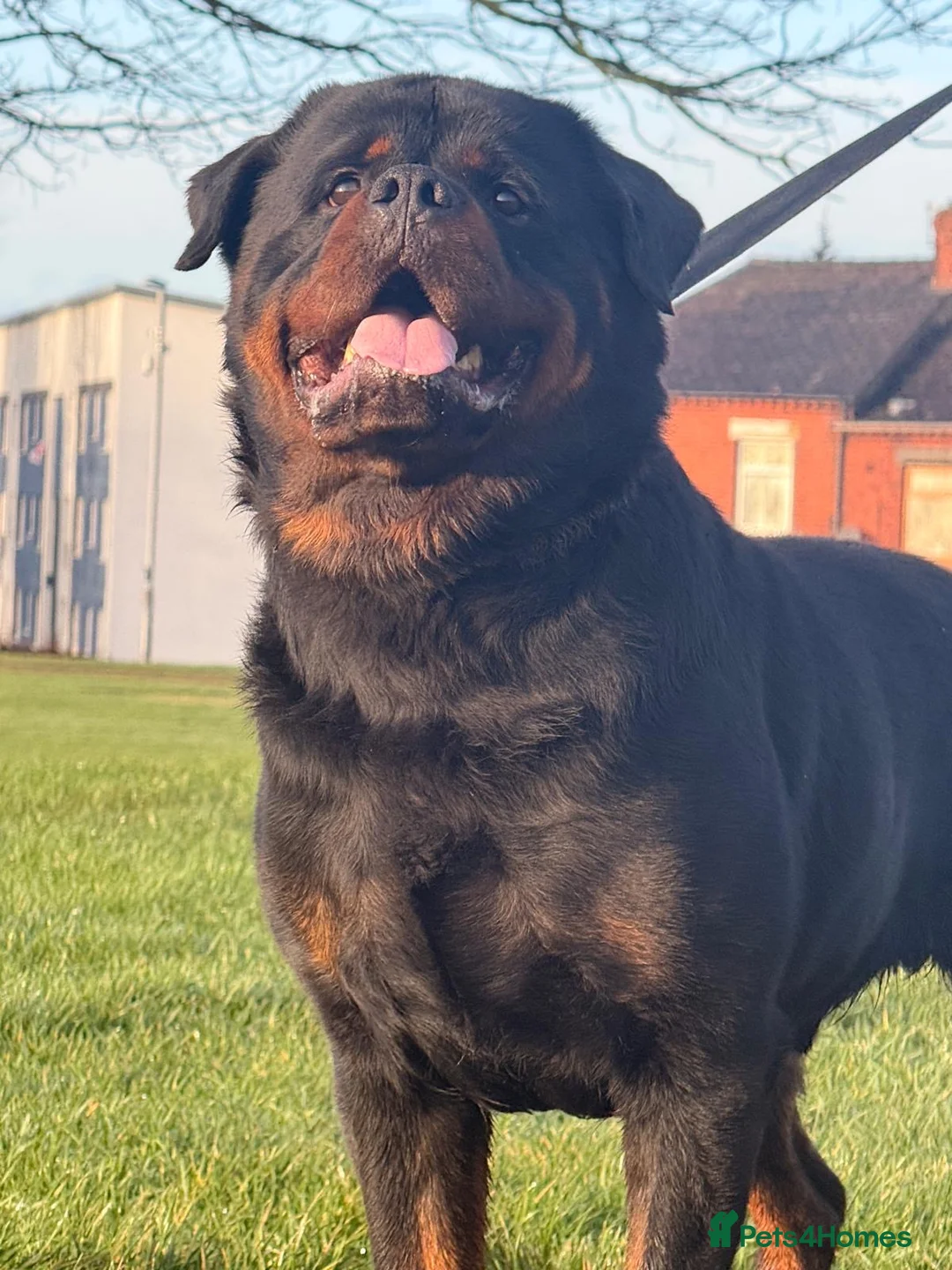 Rottweiler dogs for stud: Top quality health tested kc male German X serbian - Advert 23