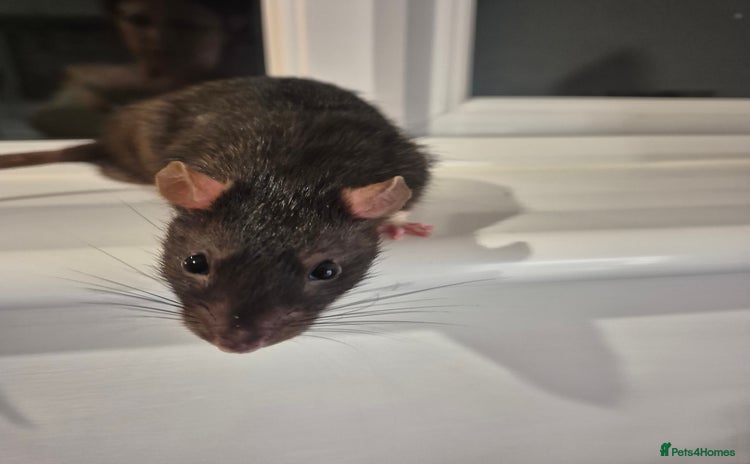 Rat rodents - Advert 12