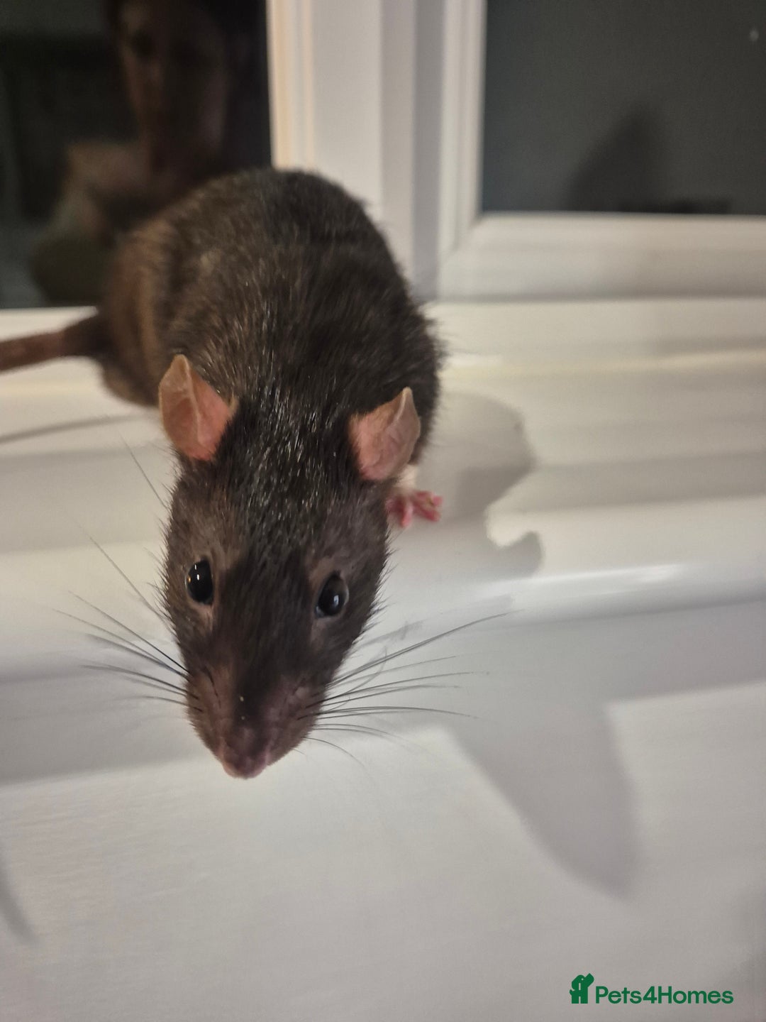 Rat rodents for sale: 2 fully grown male rats  - Image 1