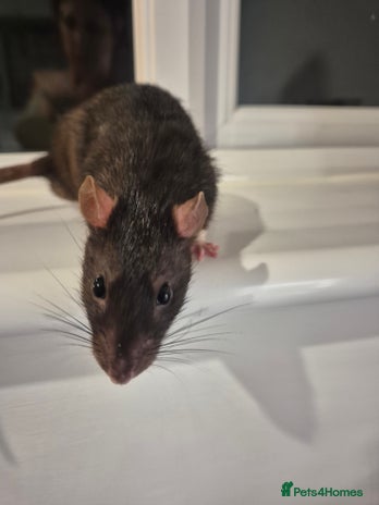Rat rodents - Advert 4
