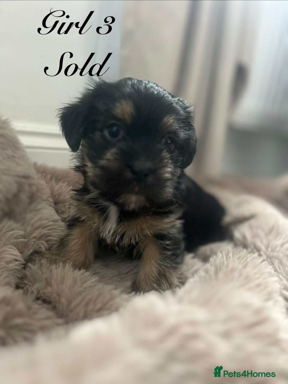 Shorkie dogs Yorkie x Shih Tzu (Shorkie) ready now  - Advert 2