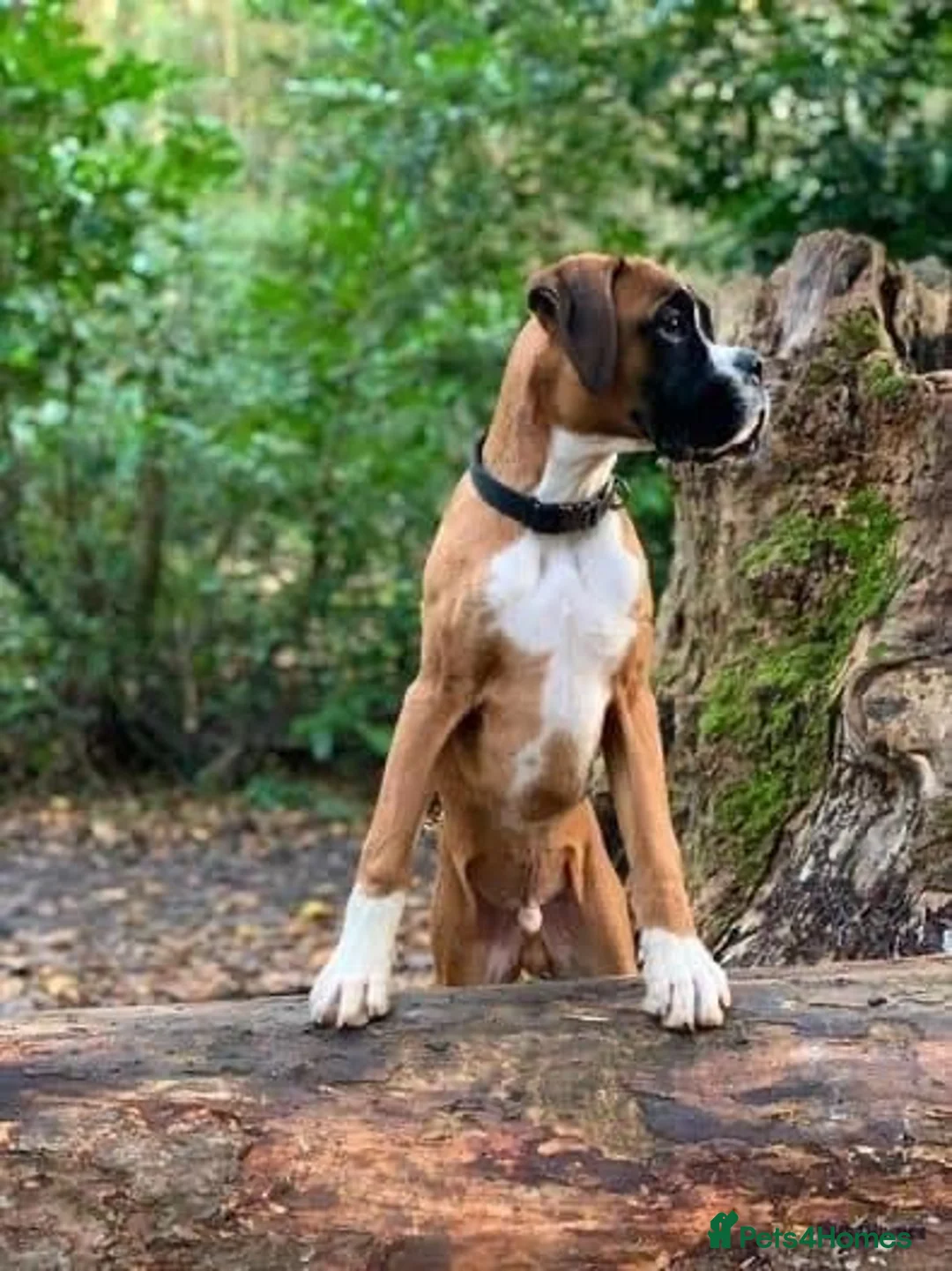 Boxer dogs for stud: PROVEN KC REGISTERED BOXER STUD - Red Flashy Male in London - Advert 7