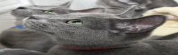 Russian Blue cats for sale: Russian Blue Kittens  - Advert 15