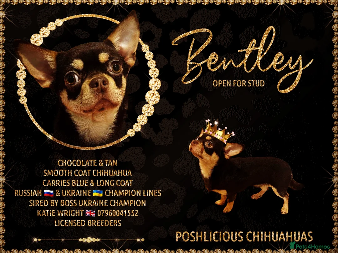 Chihuahua dogs for stud: STUNNING SMOOTH COAT CHIHUAHUA AVAILABLE AT STUD in Grays - Advert 1