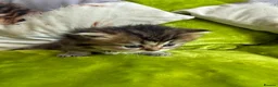 British Longhair cats for sale: British Longhair Kittens in London - Advert 15