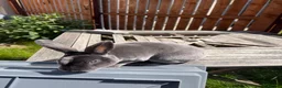 Rex rabbits for sale: Male blue rex rabbit  - Advert 4