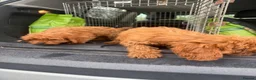 Cavapoo dogs for sale: cavapoo puppies  in Reading - Advert 7