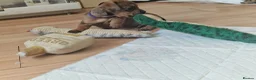 Mixed Breed dogs for sale: Only 1 Girl left! Ready to leave in a week!  - Advert 5