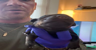 Dobermann dogs - Advert 6