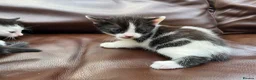Mixed Breed cats for sale: 4 black and white kittens for sale  - Advert 6