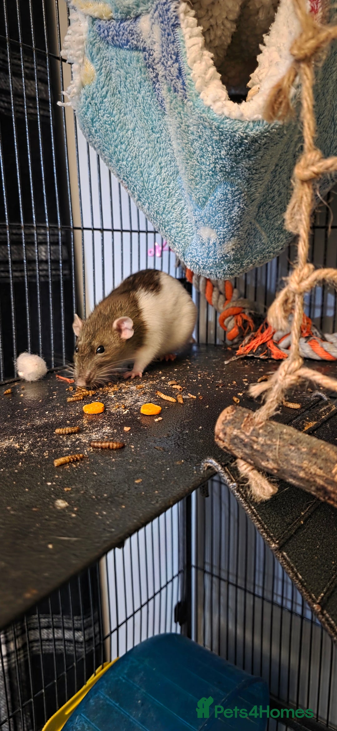 Rat rodents for sale: Four 1 year old female rats with cage+ extras - Advert 6