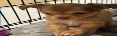 Chihuahua 3