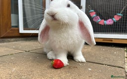 Mini Lop rabbits for sale: White Mini lop blue eyes - Image 2