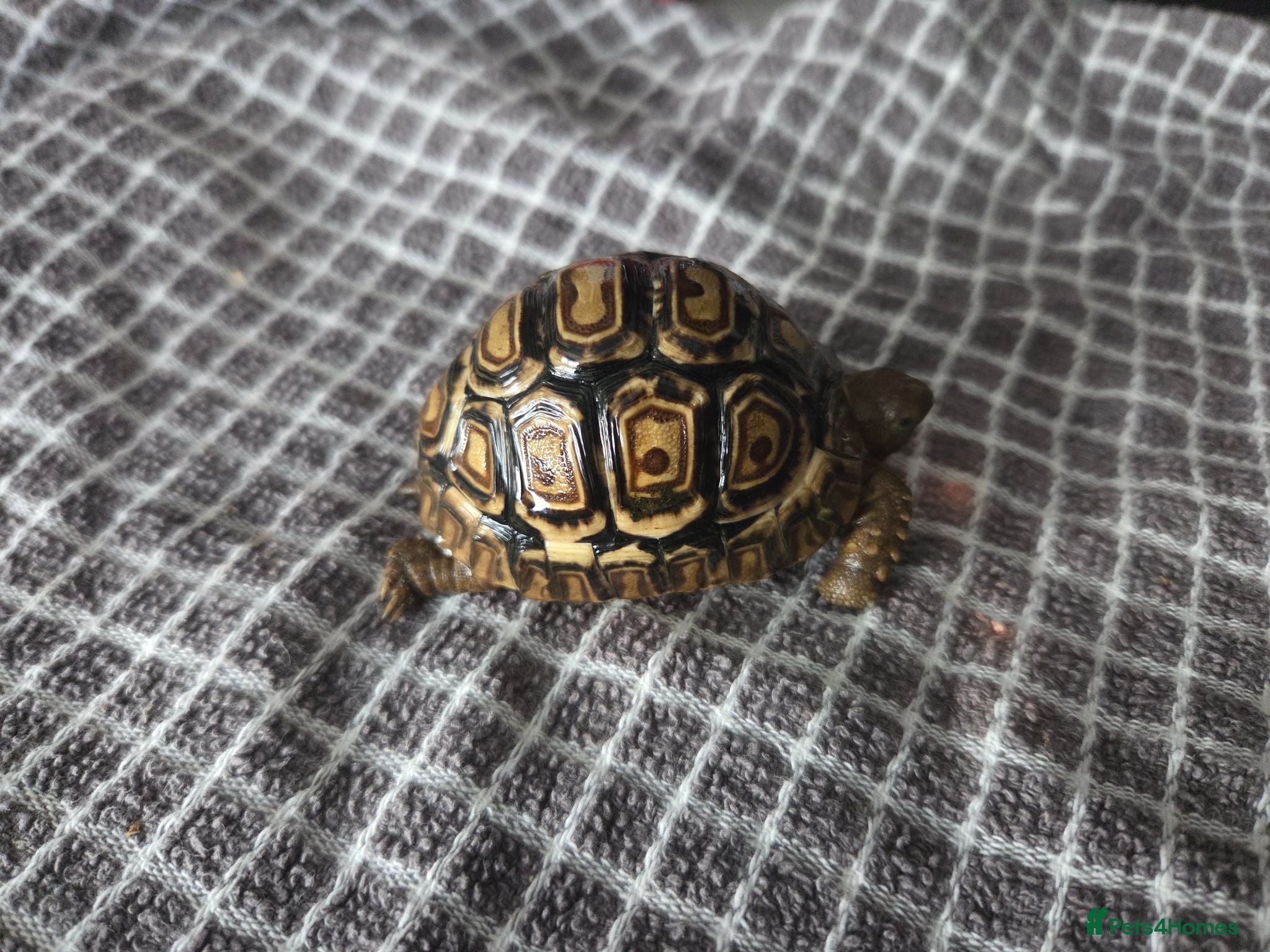Tortoise reptiles Leopard tortoises  - Advert 17