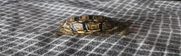 Tortoise reptiles for sale: Leopard tortoises  - Advert 1