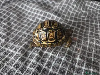 Tortoise reptiles Leopard tortoises - Advert 1