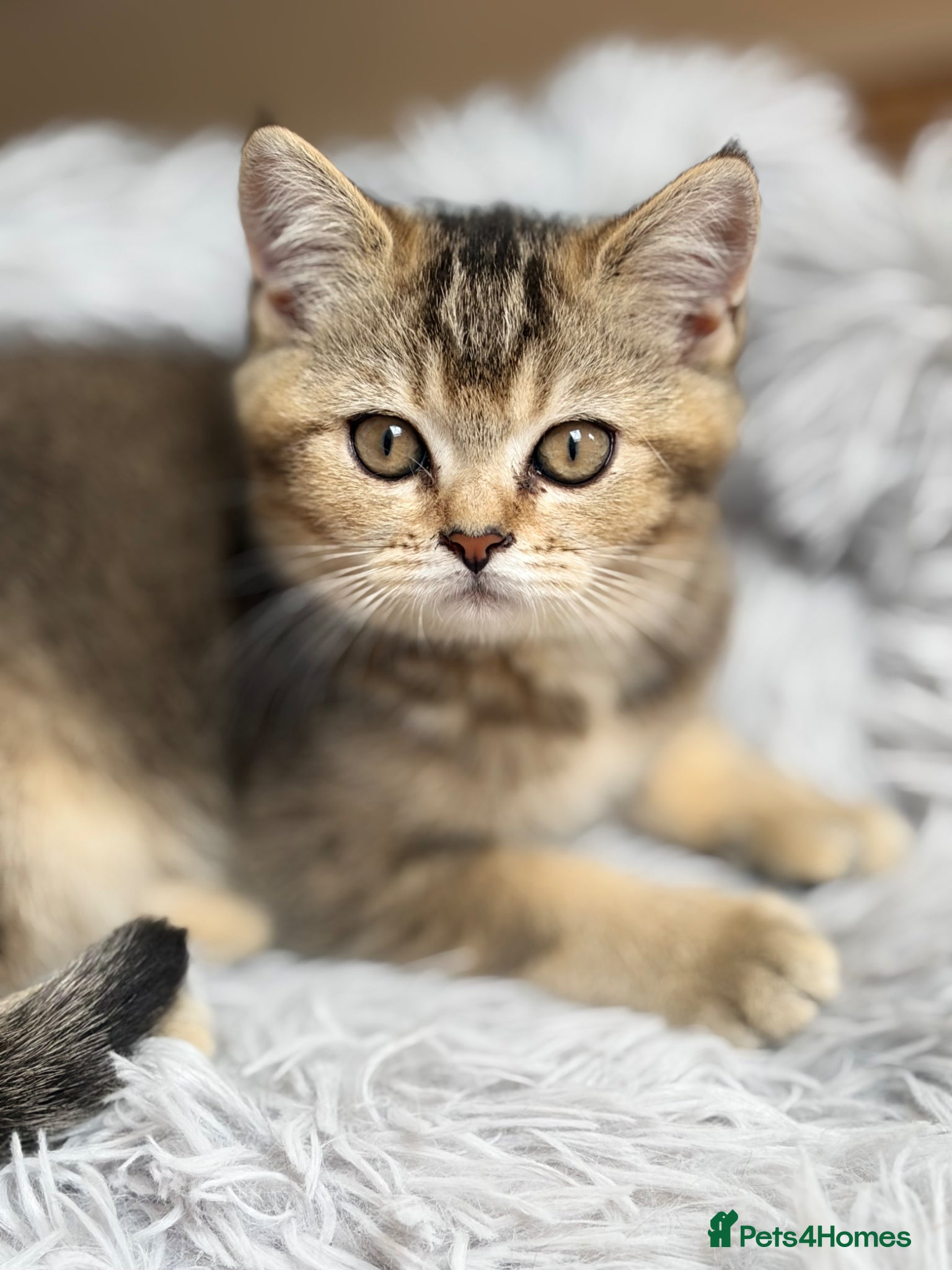 British Shorthair cats Pure Pedigree Golden Tabby NY21 British Shorthair - Advert 1