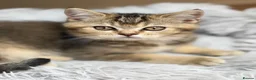 British Shorthair cats for sale: Pure Pedigree Golden Tabby NY21 British Shorthair - Advert 4