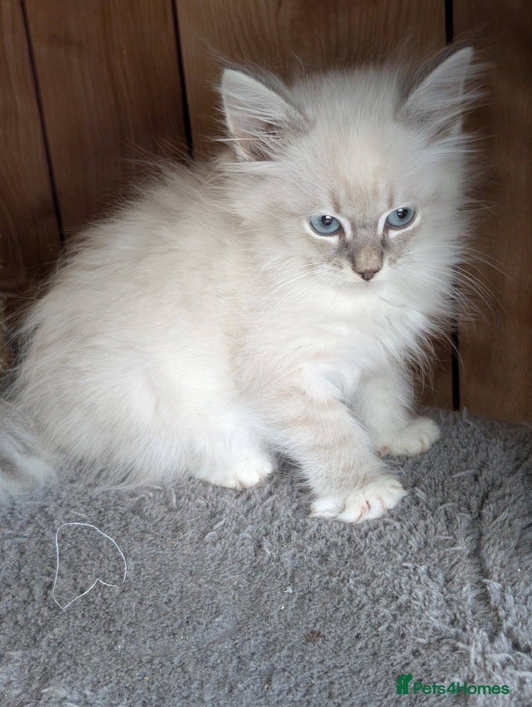 Siberian cats for sale: Kitty Neva Masguerade  - Image 4