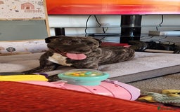 Staffordshire Bull Terrier dogs for sale: Staffordshire bull terrier for sale  - Image 1