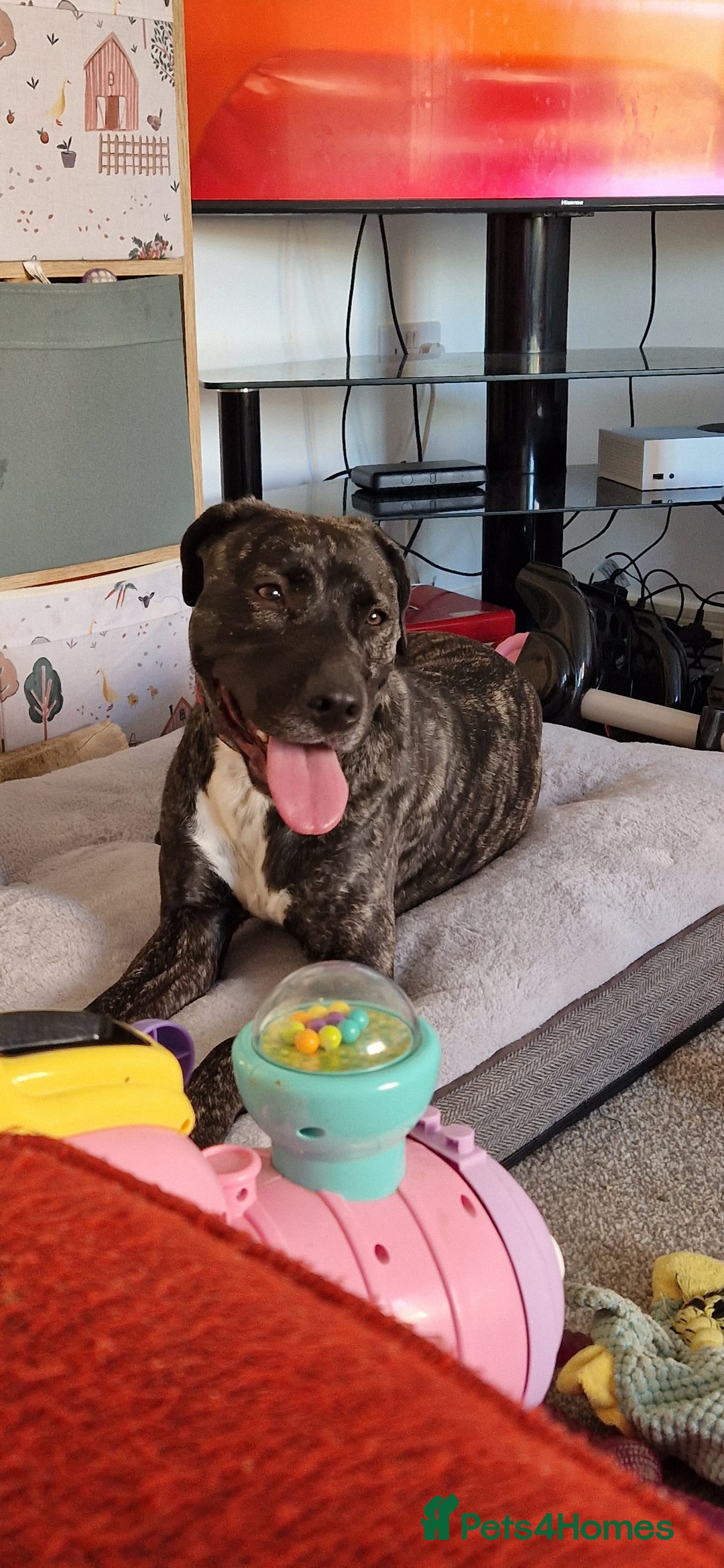Staffordshire Bull Terrier dogs for sale: Staffordshire bull terrier for sale  - Image 1