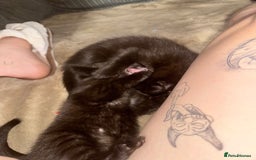 Bombay cats for sale: Bombay x birth shorthair - Image 8