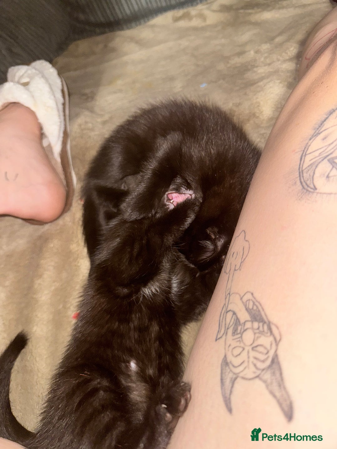 Bombay cats for sale: Bombay x birth shorthair - Image 8