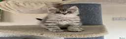 Maine Coon cats for sale: Mackerel tabby boys  - Advert 8