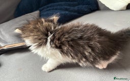 Domestic Shorthair cats for sale: 2 princes an 2 princess kittens  - Image 8