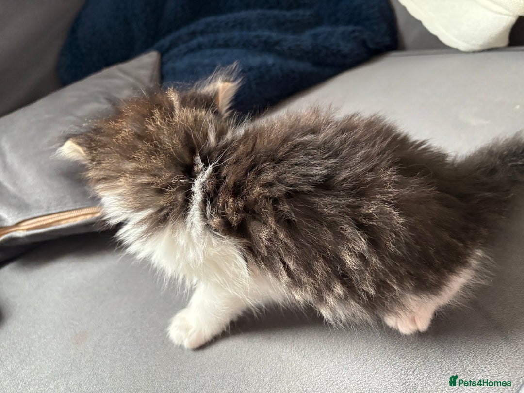 Domestic Shorthair cats for sale: 2 princes an 2 princess kittens  - Image 8