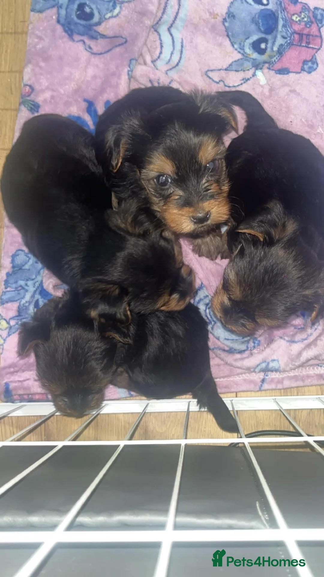 Yorkshire Terrier dogs for sale: Yorkshire terrier pups in Manchester - Advert 9