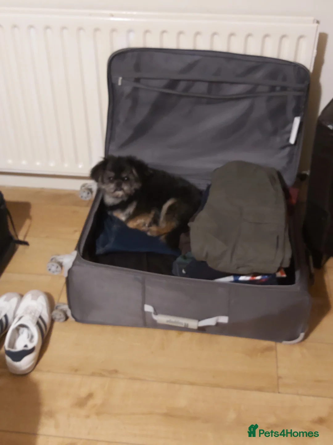 Mixed Breed dogs for sale: Male  pomeranian x - Advert 9