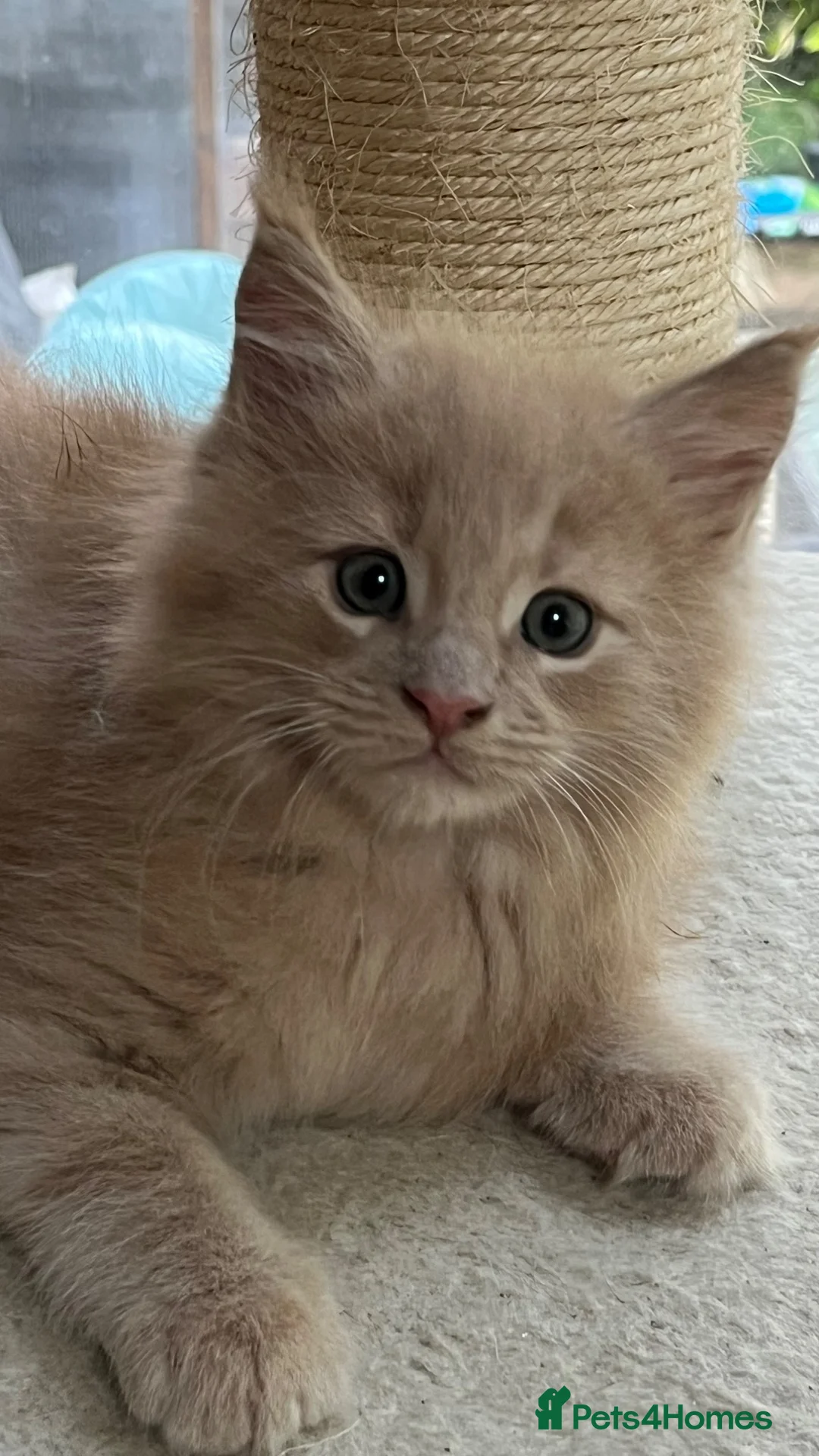 Maine Coon cats for sale: Full 💯 European Maine coons kittens - Advert 2