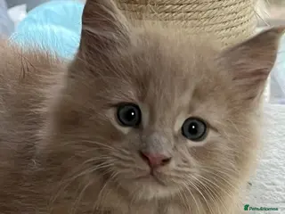 Maine Coon cats Full 💯 European Maine coons kittens - Advert 1