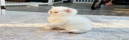 British Shorthair cats for sale: ✨🐾 Golden White BSH 🐾✨ - Advert 3