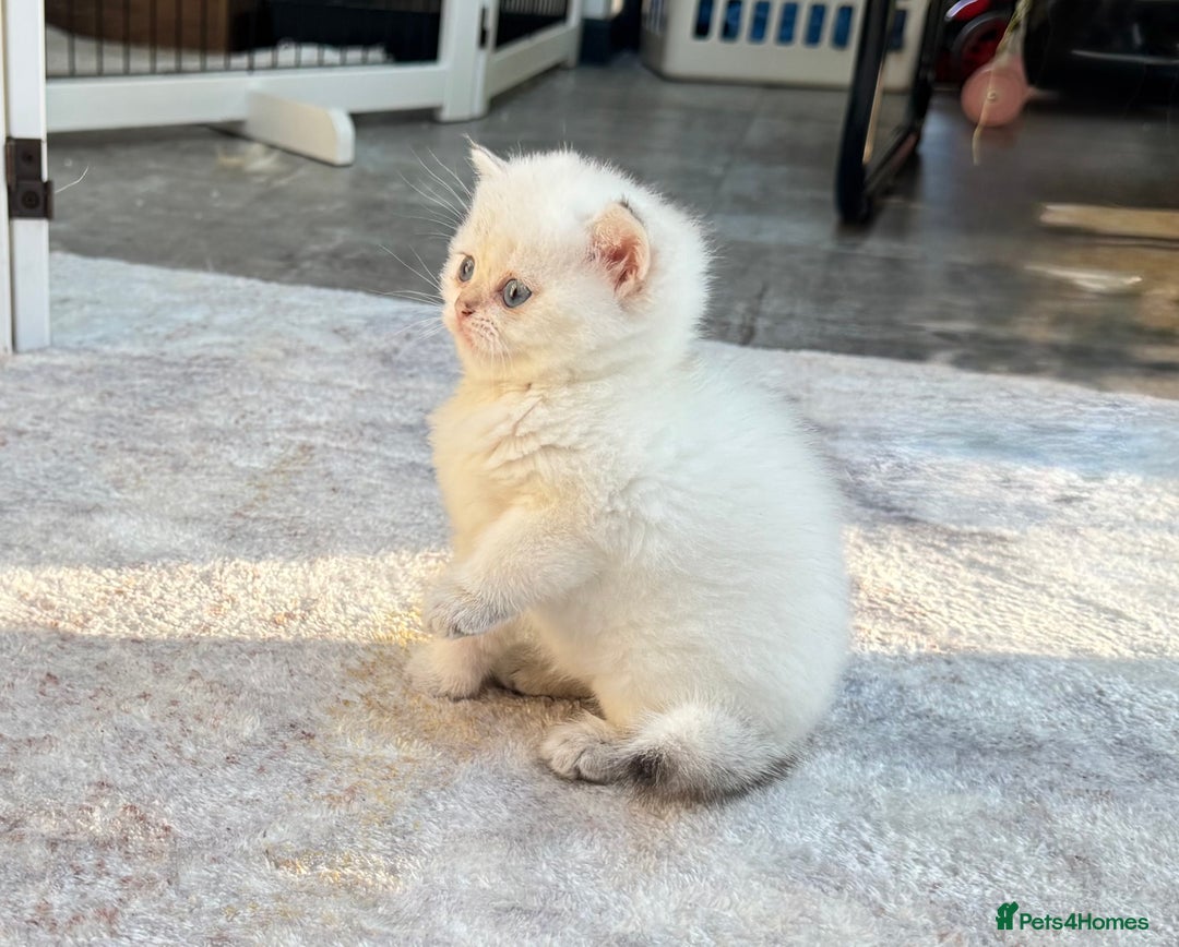 British Shorthair cats for sale: ✨🐾 Golden White BSH 🐾✨ - Advert 3