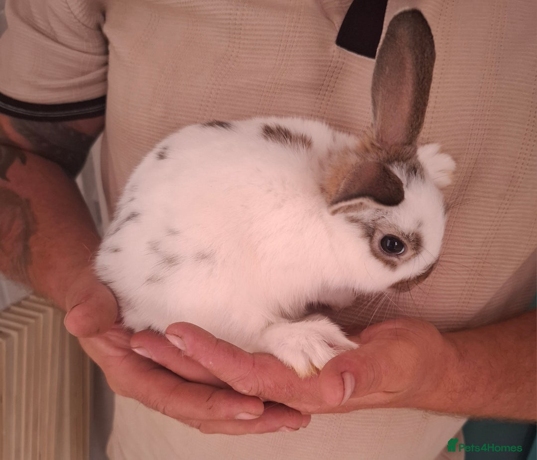 English Spot rabbits for sale: English spot x dwarf  - Image 3