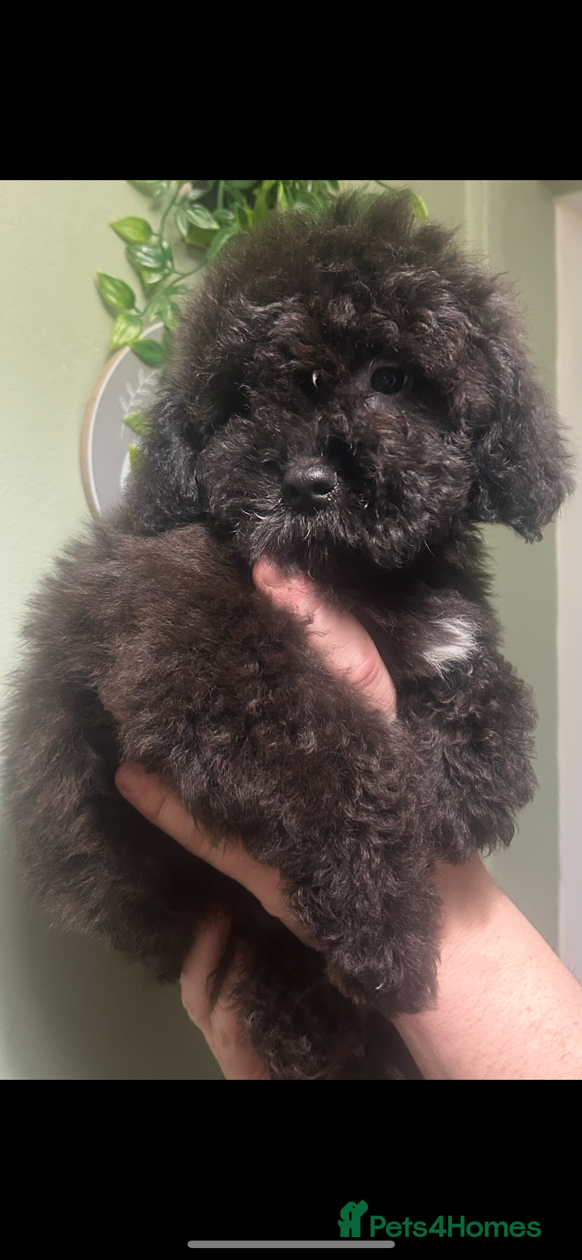 Cavapoo dogs BEAUTIFUL TOY CAVAPOOS - Advert 14