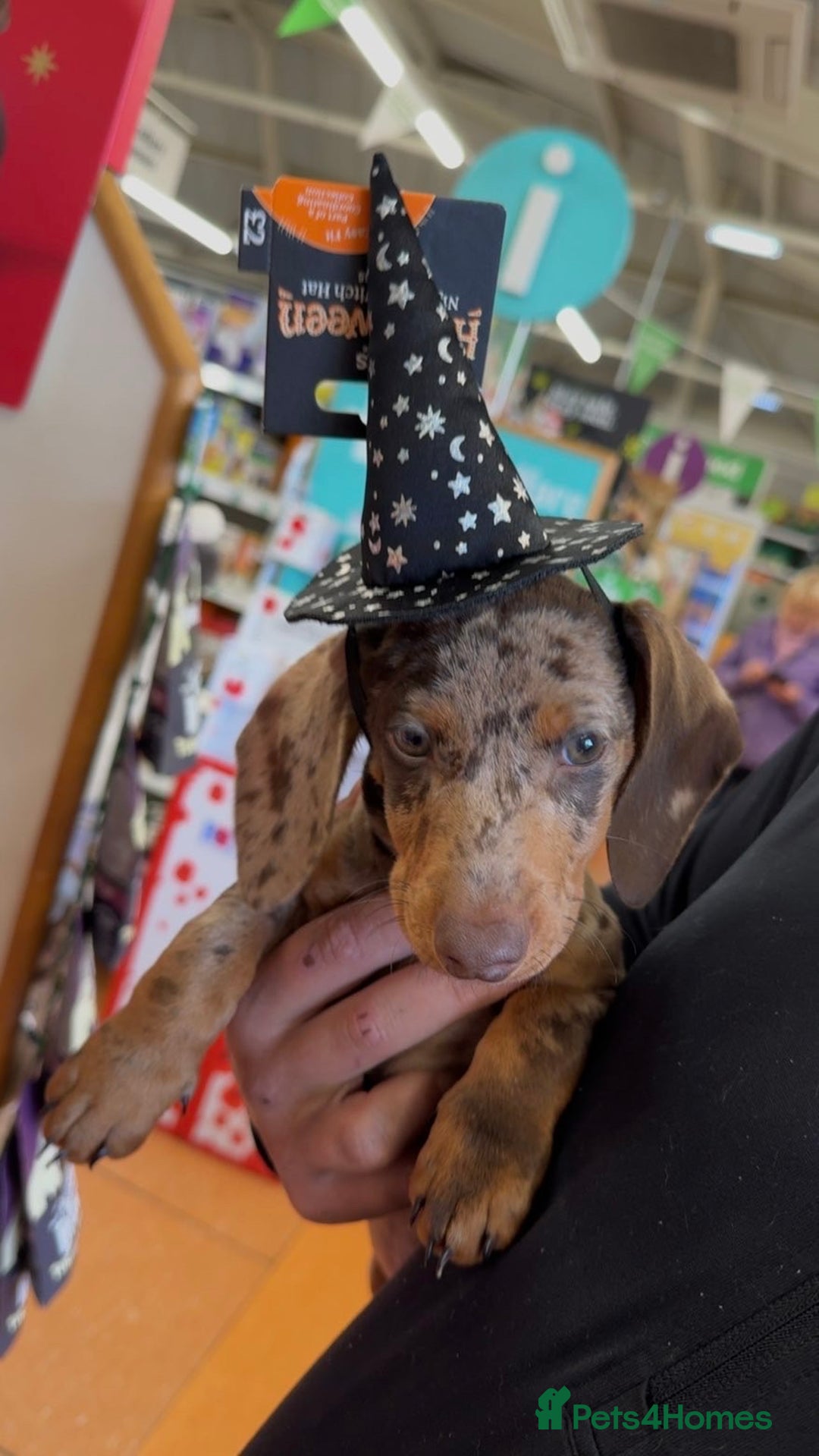 Dachshund dogs for sale: Dachshund puppy - Advert 7