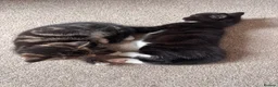 Mixed Breed cats for sale: Beautiful unique looking kittens  - Advert 2