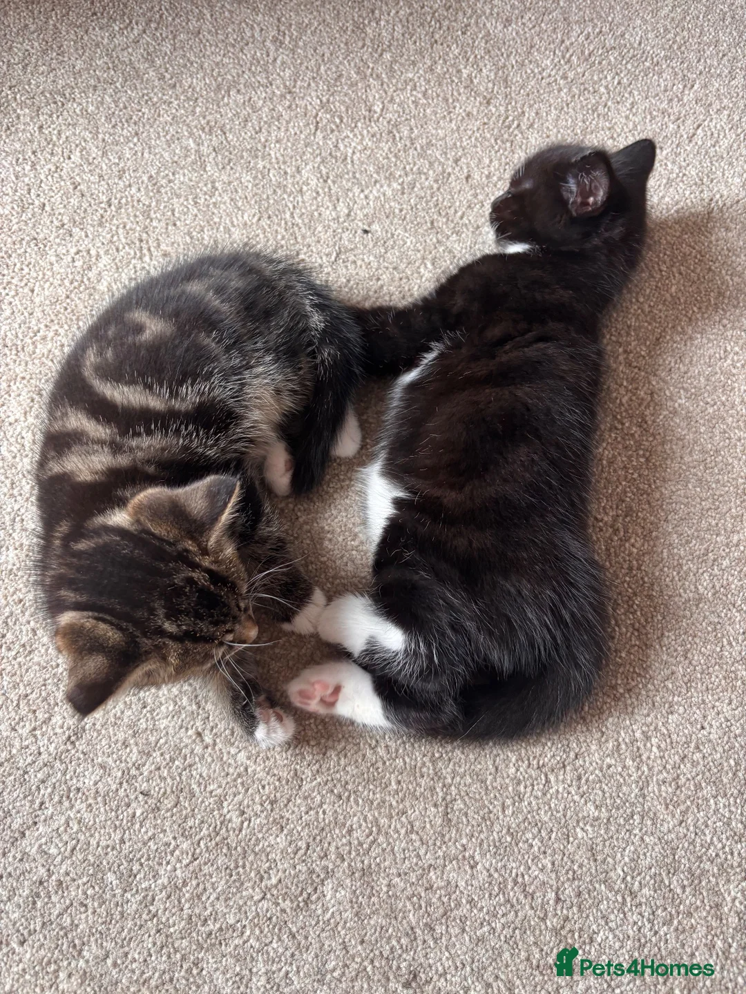 Mixed Breed cats for sale: Beautiful unique looking kittens  - Advert 2