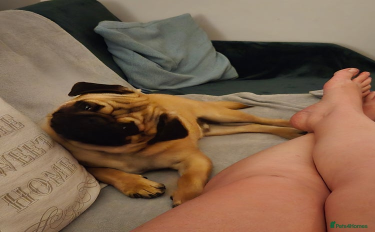 Pug dogs - Advert 1