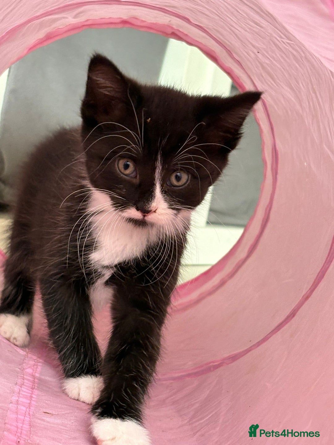 Mixed Breed cats for sale: Stunning mixed breed kittens  - Image 4