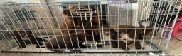 Sprocker dogs for sale: Sprocker puppies  - Advert 28
