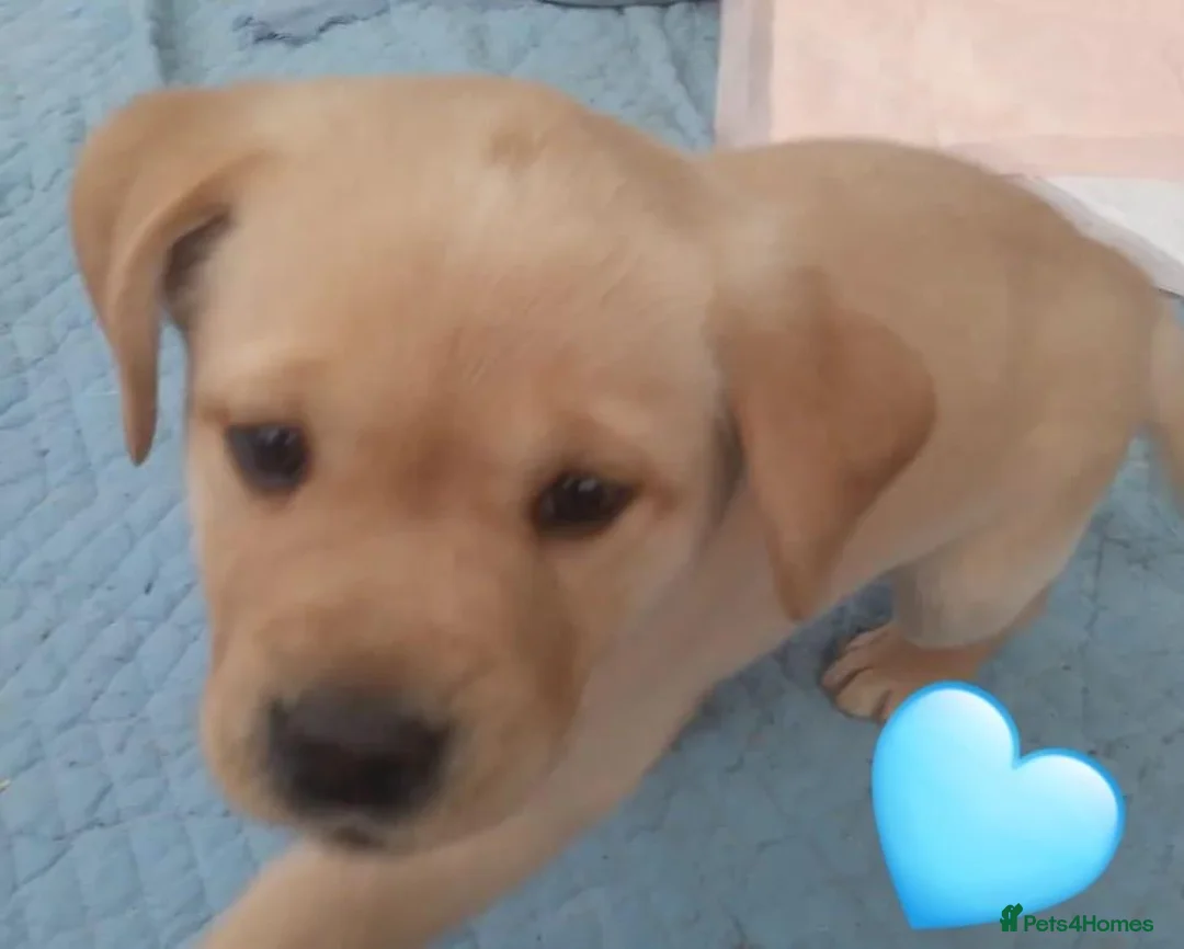 Labrador Retriever dogs for sale: Labrador puppys - Advert 6