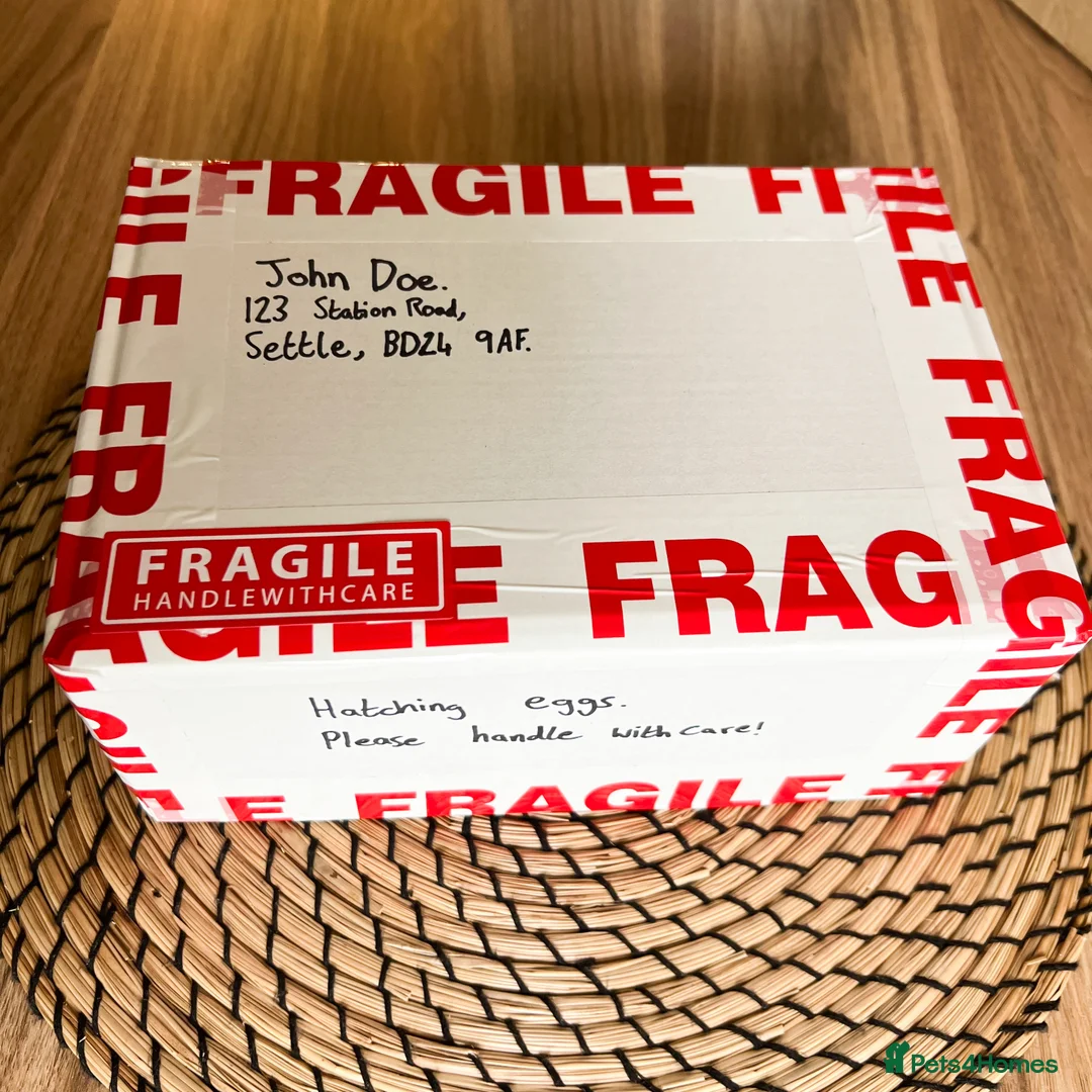 Quail poultry for sale: Chinese Painted (button) Quail Eggs 12 + EXTRAS - Advert 11