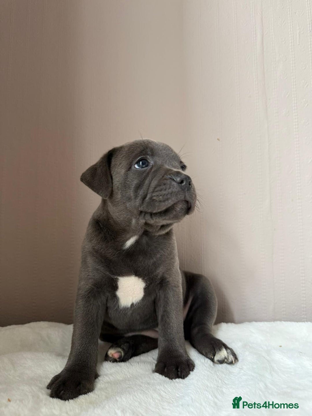 Staffordshire Bull Terrier dogs for sale: BLUEDOGCITY PHARON AT BULLSCAFF X WEDNESDAY ADDAMS - Image 13