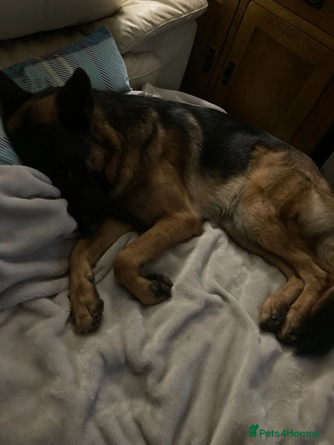 German Shepherd dogs for sale: 3 year old German shepherd  - Advert 2
