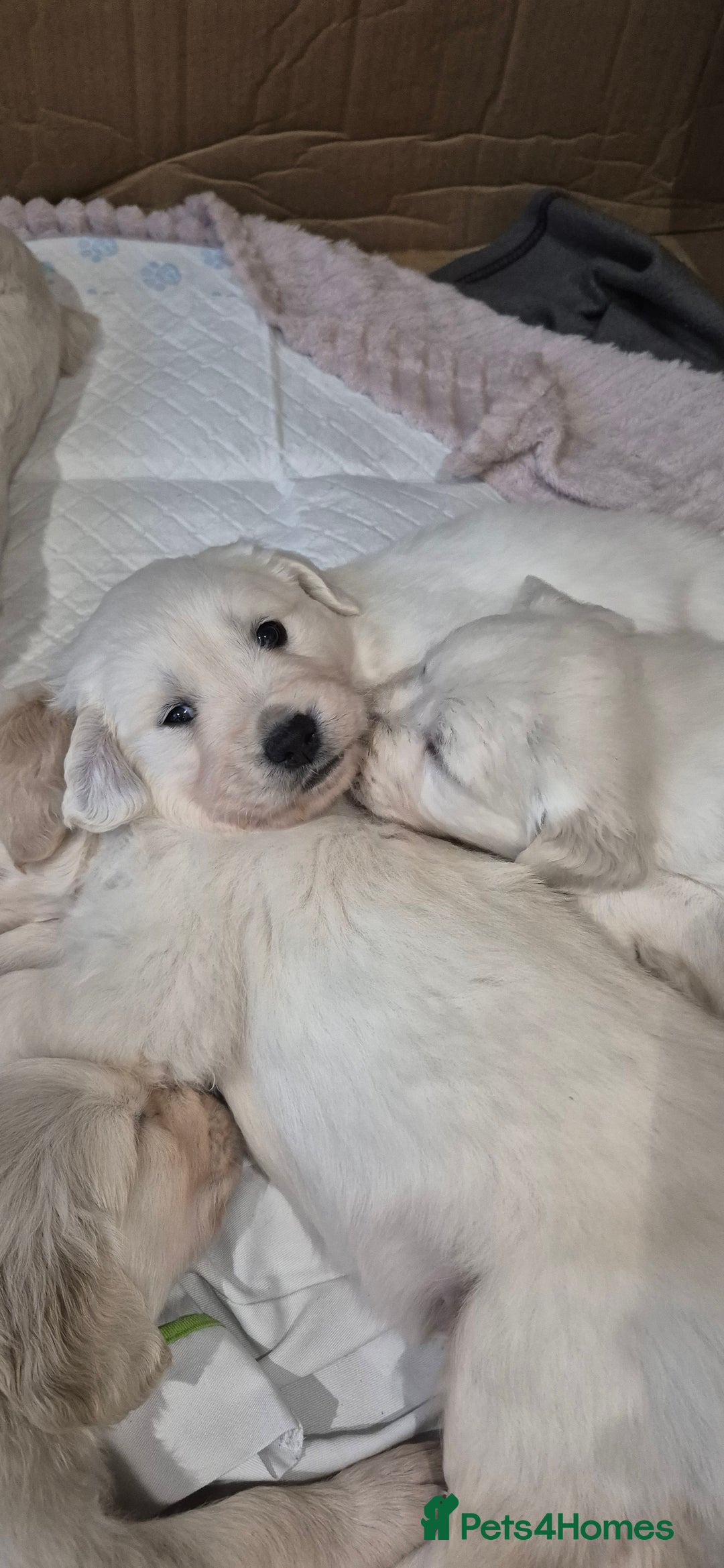 Golden Retriever dogs for sale: Golden retriever beautiful cream puppies - Advert 11